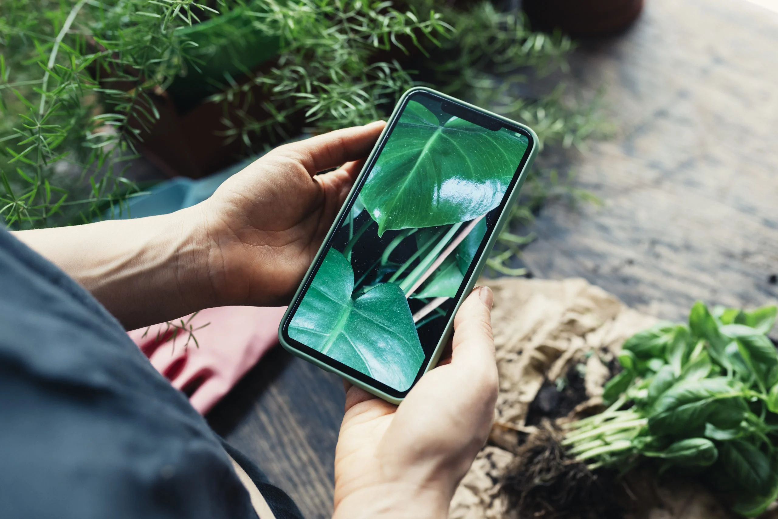 Adulto guarda una foto di piante sullo schermo di un cellulare