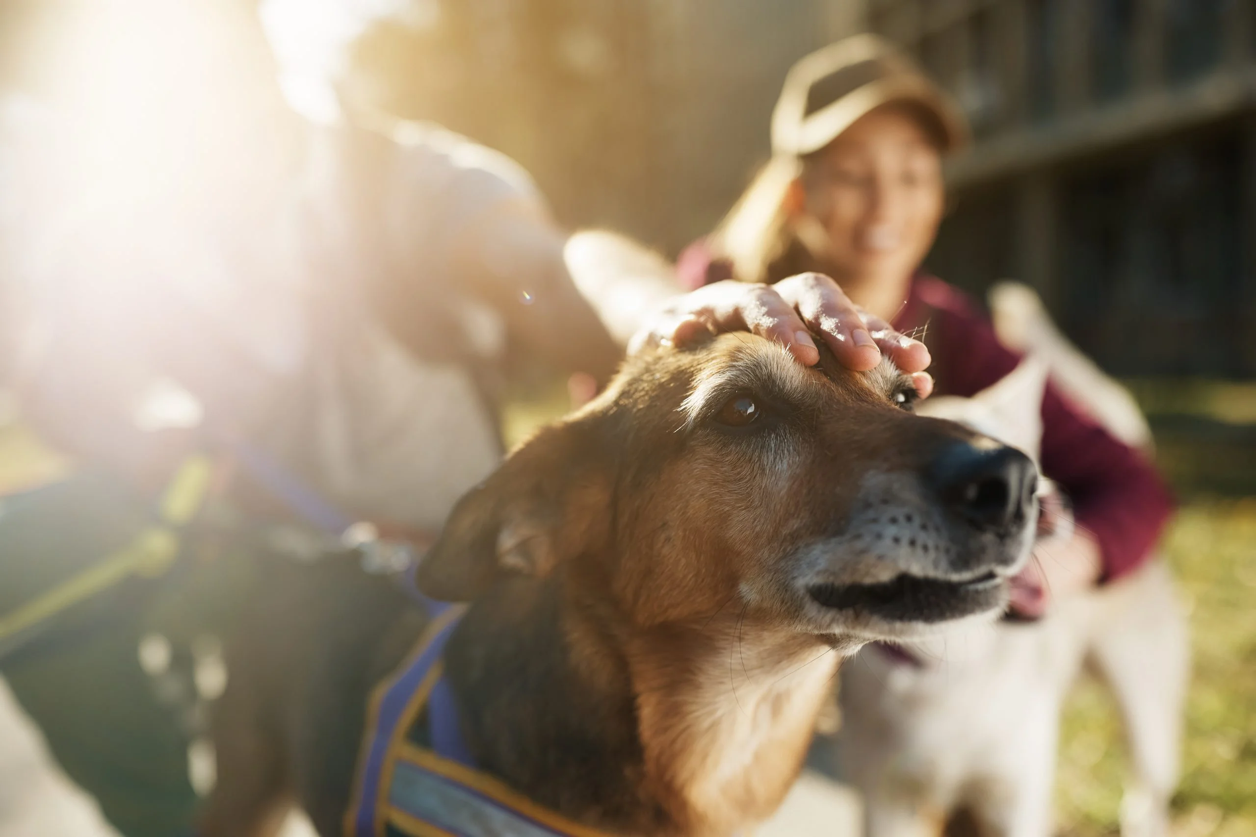 Cane in primo piano viene accarezzato da un adulto