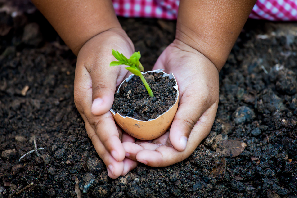 Mani di bambina reggono un guscio d'uovo pieno di terra da cui è nata una piantina